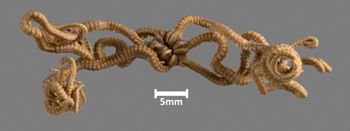 Media type: image;   Invertebrate Zoology OPH-2827 Aspect: dorsal